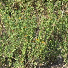 Helianthus laciniatus