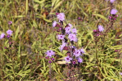 Liatris novae-angliae
