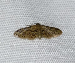 Idaea pervertipennis