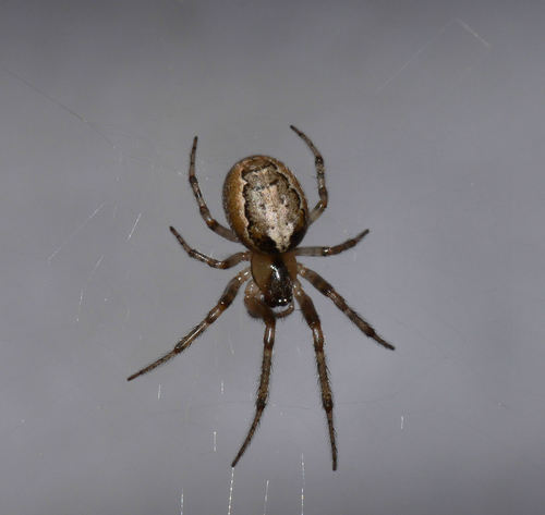 Silver-sided Sector Spider