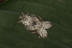 Disphragis spectra