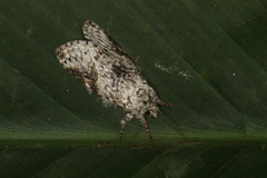 Disphragis spectra