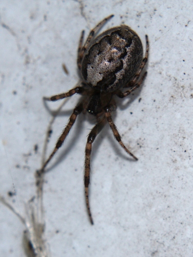 Silver-sided Sector Spider