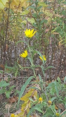 Silphium laciniatum