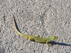 Lacerta diplochondrodes cariensis