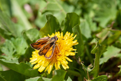 Hylephila fasciolata