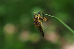 Promachus yesonicus