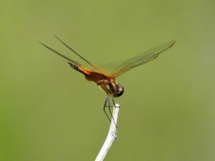 Tramea darwini