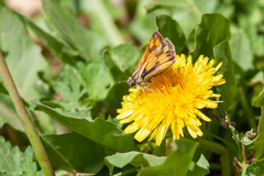 Hylephila fasciolata