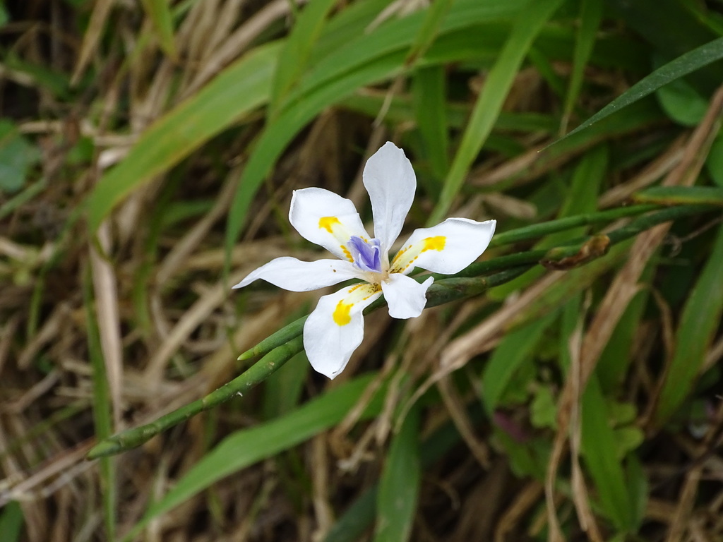 Dietes iridioides, Eden, Western Cape, South Africa