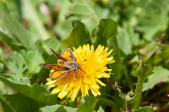 Hylephila fasciolata