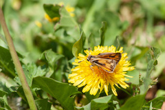 Hylephila fasciolata