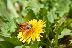 Hylephila fasciolata