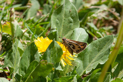 Hylephila fasciolata