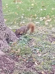 Sciurus niger