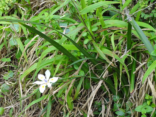 Dietes iridioides
