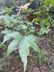 Liquidambar styraciflua