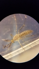 Culex stigmatosoma