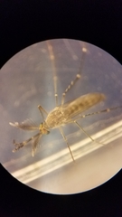 Culex stigmatosoma