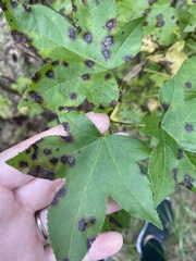 Liquidambar styraciflua