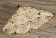 Hemeroplanis floccalis