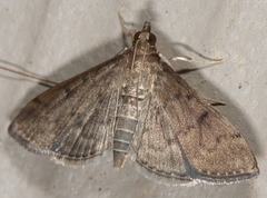 Herpetogramma theseusalis