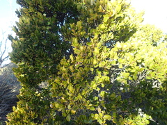 Diospyros scabrida cordata
