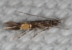 Cosmopterix damnosa