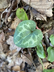 Hexastylis shuttleworthii