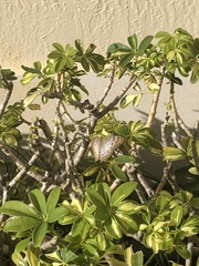 Anartia jatrophae