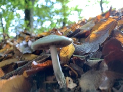 Stropharia