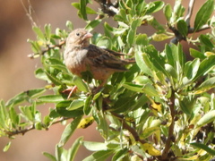 Emberiza caesia