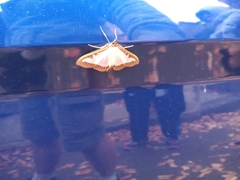 Cydalima perspectalis