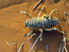 Acanthoproctus diadematus