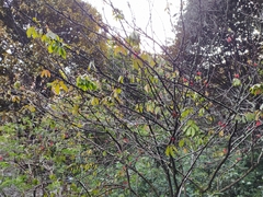 Calliandra carbonaria