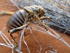 Acanthoproctus diadematus