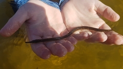 Syngnathus temminckii