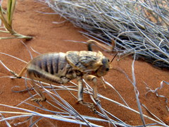 Acanthoproctus diadematus
