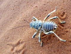 Acanthoproctus diadematus