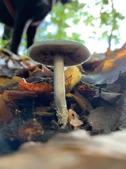 Stropharia