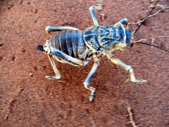 Acanthoproctus diadematus