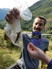 Apodemus flavicollis