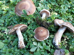 Cortinarius saturninus