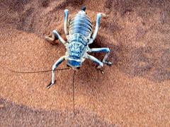 Acanthoproctus diadematus