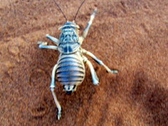 Acanthoproctus diadematus