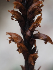 Orobanche flava