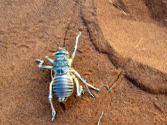 Acanthoproctus diadematus