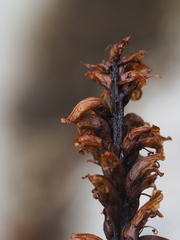 Orobanche flava