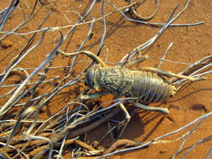 Acanthoproctus diadematus