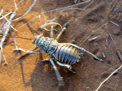 Acanthoproctus diadematus